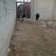 🌿 مزرعة سكنية / استثمارية مميزة للبيع – فرصة لا تُعوّض! 🐄🏡